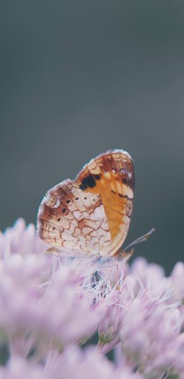 [2436x1125]鲜花 紫色 昆虫 蝴蝶 苹果手机壁纸图片