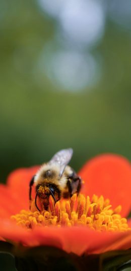[2436x1125]鲜花 红色 昆虫 蜜蜂 授粉 苹果手机壁纸图片