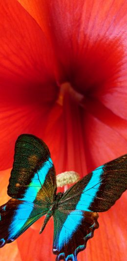 [2436x1125]鲜花 红色 昆虫 蝴蝶 苹果手机壁纸图片