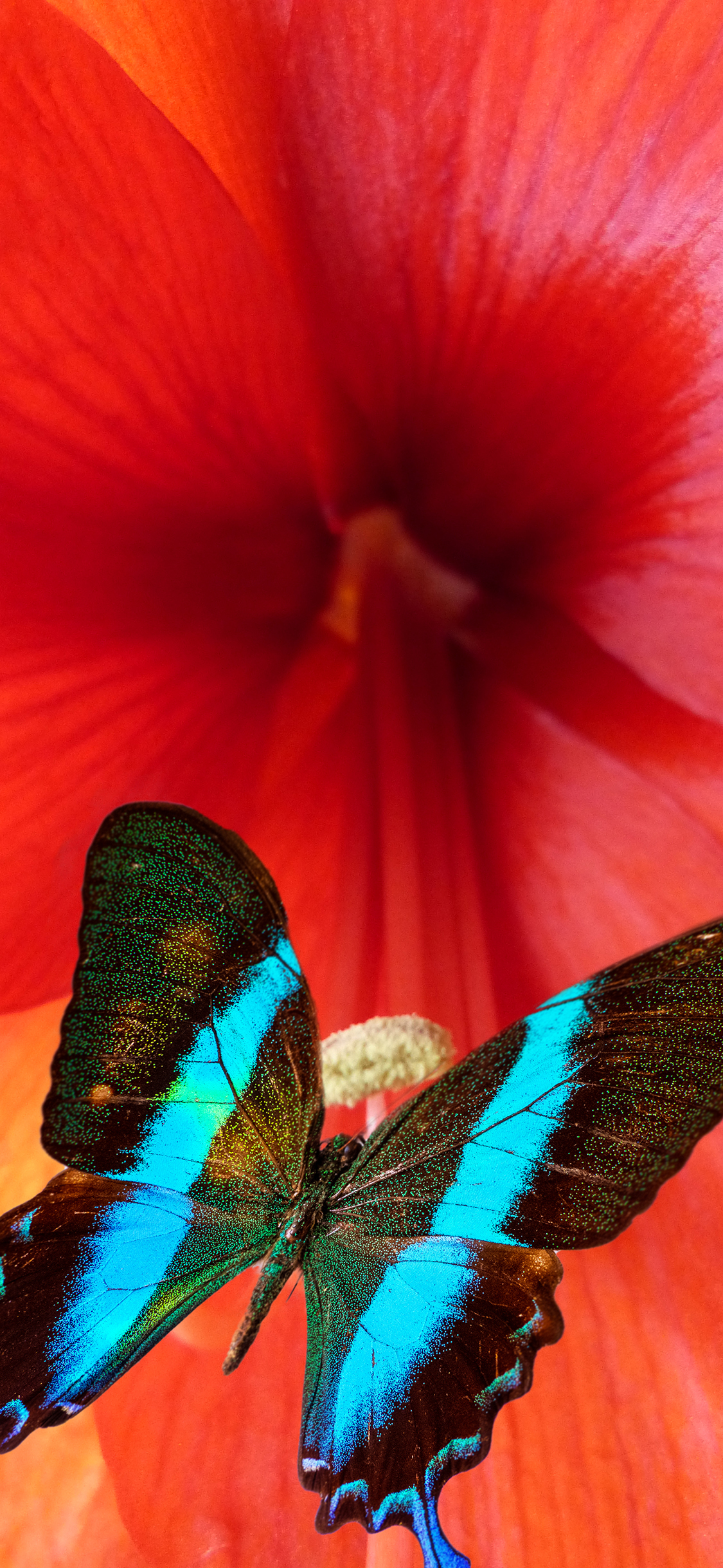 [2436×1125]鲜花 红色 昆虫 蝴蝶 苹果手机壁纸图片