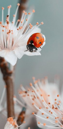 [2436x1125]鲜花 花朵 瓢虫 昆虫 苹果手机壁纸图片