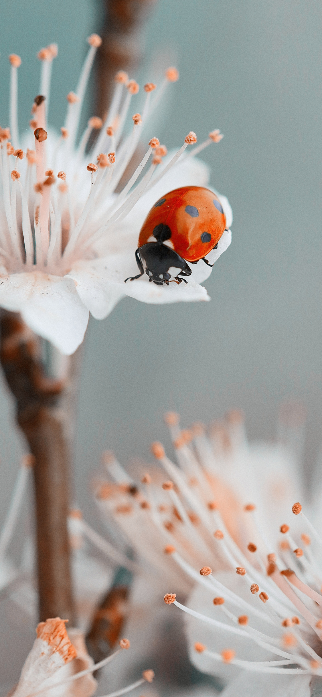 [2436×1125]鲜花 花朵 瓢虫 昆虫 苹果手机壁纸图片