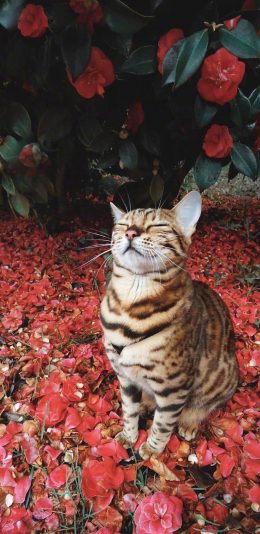 [2436x1125]鲜花 花瓣 喵星人 豹猫 苹果手机壁纸图片