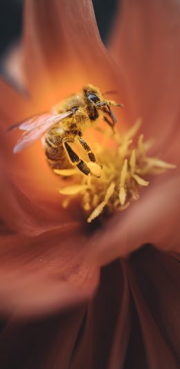 [2436x1125]鲜花 花蕊 蜜蜂 采蜜 苹果手机壁纸图片