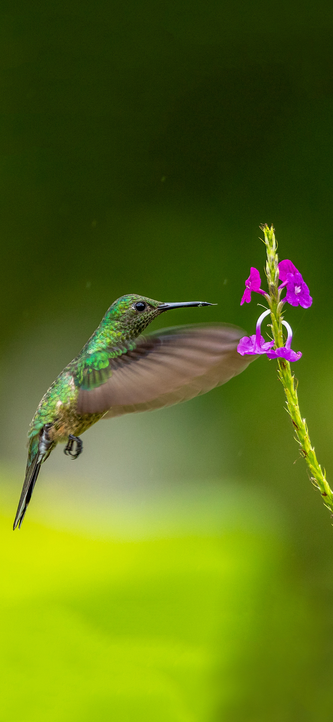[2436×1125]鲜花 蜂鸟 绿色 迷你 苹果手机壁纸图片