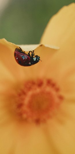 [2436x1125]鲜花 黄色 昆虫 七星瓢虫 苹果手机壁纸图片