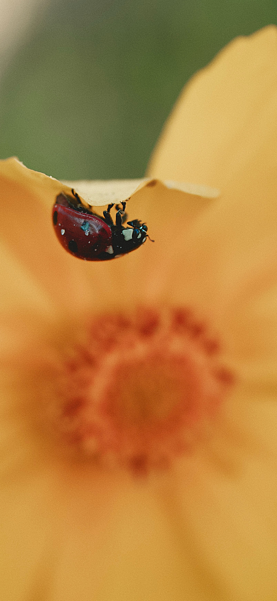 [2436×1125]鲜花 黄色 昆虫 七星瓢虫 苹果手机壁纸图片