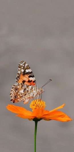 [2436x1125]鲜花 黄色 昆虫 蝴蝶 苹果手机壁纸图片