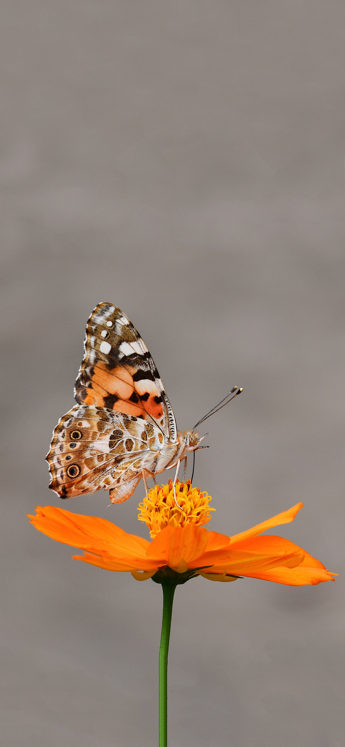 [2436×1125]鲜花 黄色 昆虫 蝴蝶 苹果手机壁纸图片