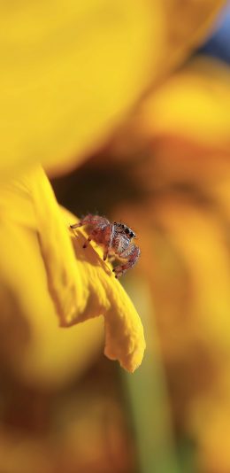 [2436x1125]鲜花 黄色 蜘蛛 昆虫 爬行 苹果手机壁纸图片
