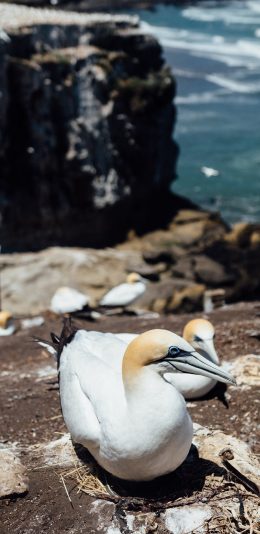 [2436x1125]鲣鸟 热带 鸟类 海岸 鸟窝 苹果手机壁纸图片