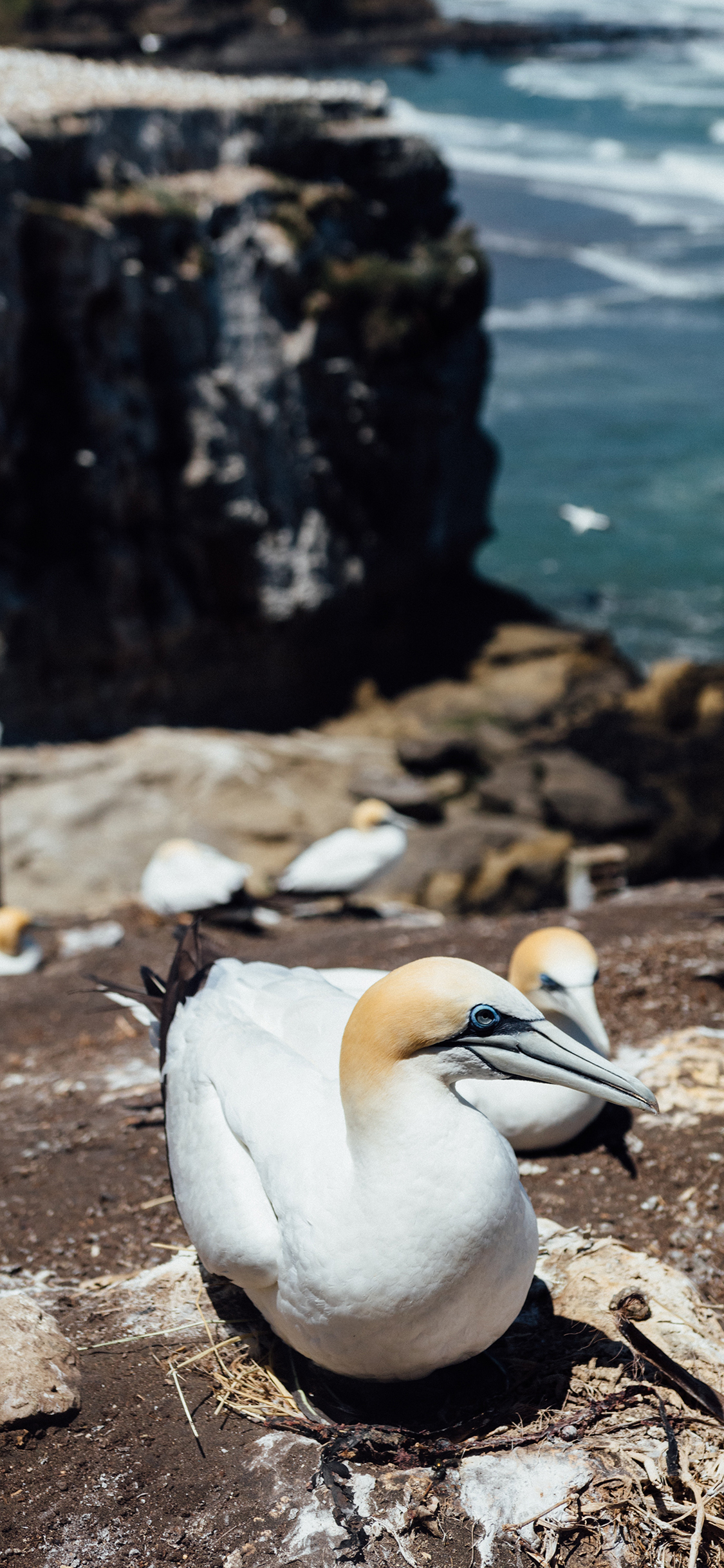 [2436×1125]鲣鸟 热带 鸟类 海岸 鸟窝 苹果手机壁纸图片