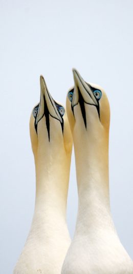 [2436x1125]鲣鸟 飞鸟 北欧 白色 苹果手机壁纸图片