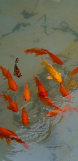 [2436x1125]鲤鱼 锦鲤 鱼群 养殖 水 苹果手机壁纸图片