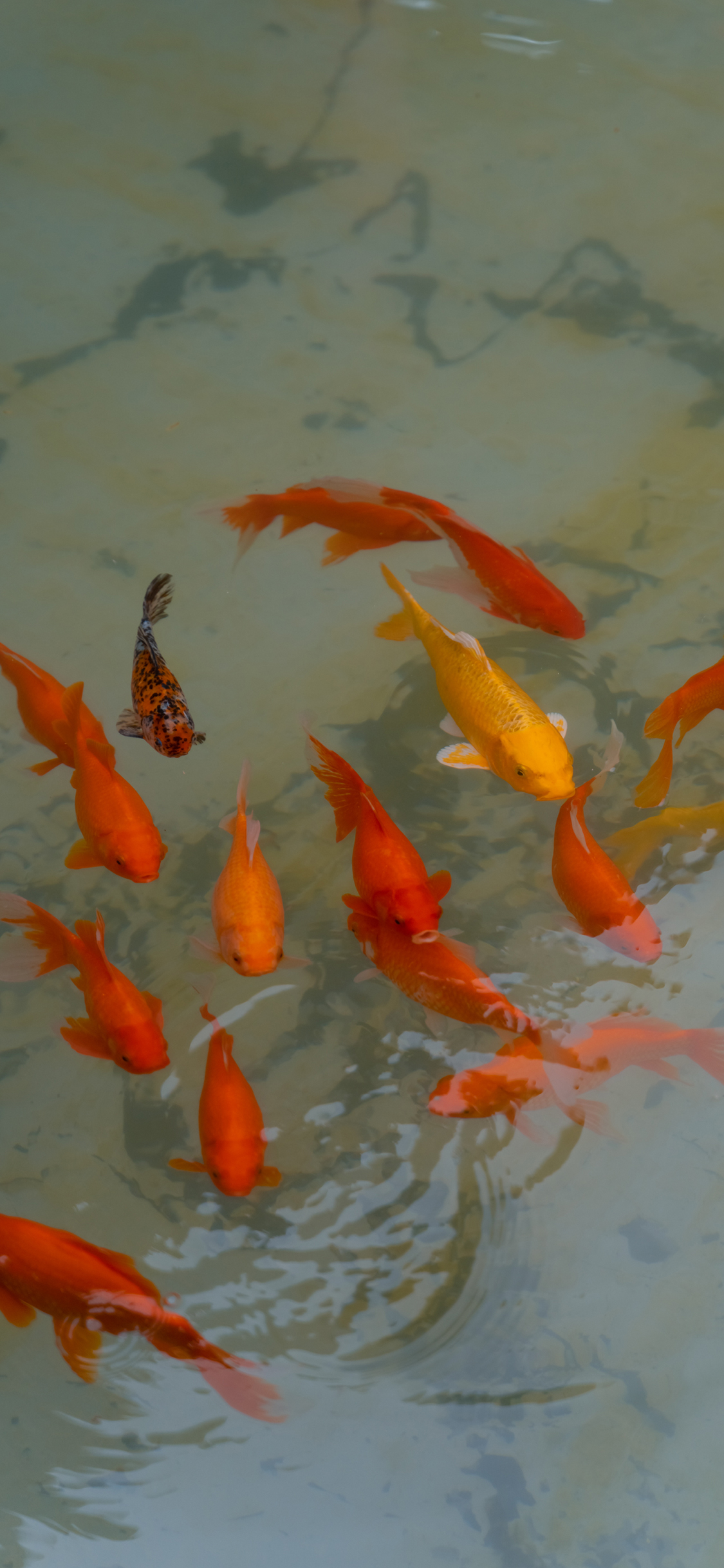 [2436×1125]鲤鱼 锦鲤 鱼群 养殖 水 苹果手机壁纸图片
