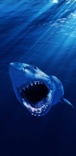[2436x1125]鲨鱼 凶猛 尖牙 海洋生物 蓝色 苹果手机壁纸图片