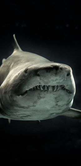 [2436x1125]鲨鱼 凶猛 海洋生物 尖牙 苹果手机壁纸图片