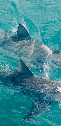 [2436x1125]鲨鱼 大海 鱼翅  海洋 苹果手机壁纸图片