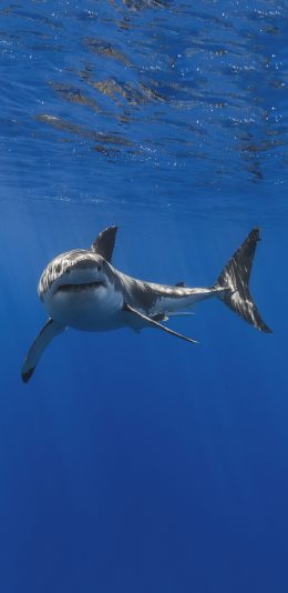 [2436x1125]鲨鱼 海洋生物 蓝色 凶猛 海底 苹果手机壁纸图片