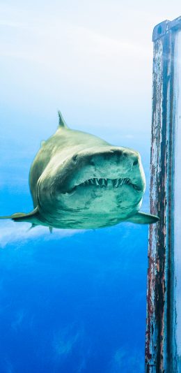 [2436x1125]鲨鱼 集装箱 海洋生物 凶猛 斑驳 苹果手机壁纸图片