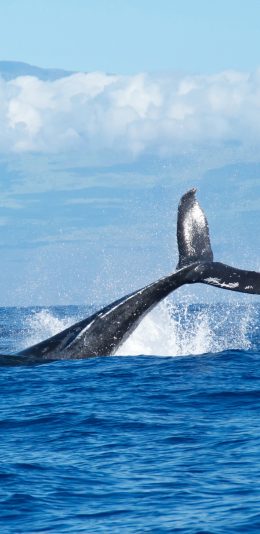 [2436x1125]鲸 大海 尾巴 海水 蓝色 苹果手机壁纸图片