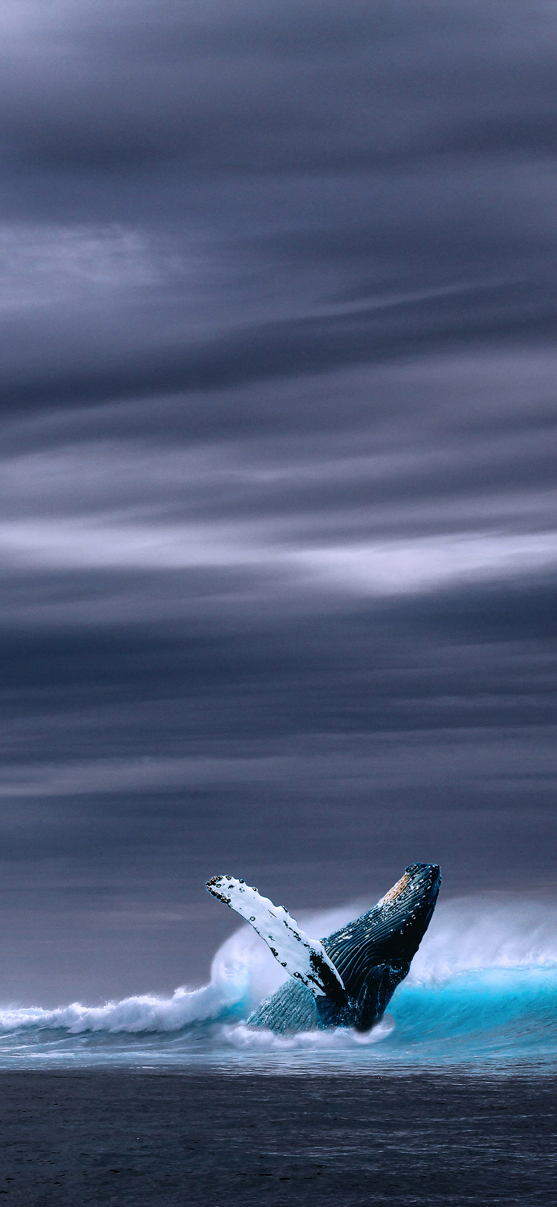 [2436×1125]鲸 大海 浪 动物 苹果手机壁纸图片