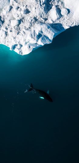 [2436x1125]鲸 大海 海洋 蓝色 冰川 苹果手机壁纸图片