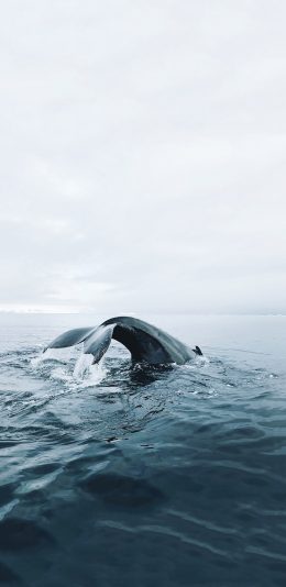 [2436x1125]鲸 大海 海洋生物 尾巴 游动 苹果手机壁纸图片