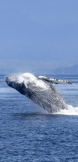 [2436x1125]鲸 大海 海洋生物 海面 跳跃 苹果手机壁纸图片