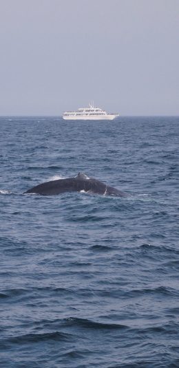 [2436x1125]鲸 大海 游轮 海洋生物 海面 苹果手机壁纸图片