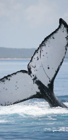 [2436x1125]鲸 海洋 大海 尾巴 水面 苹果手机壁纸图片