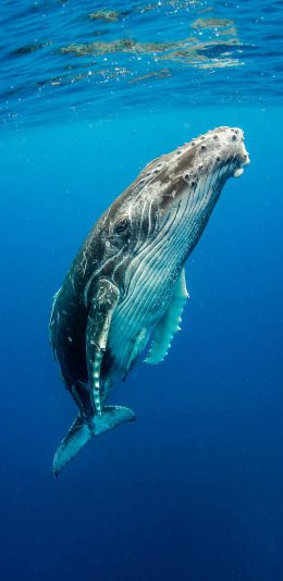 [2436x1125]鲸 海洋生物 蓝色 海水 苹果手机壁纸图片