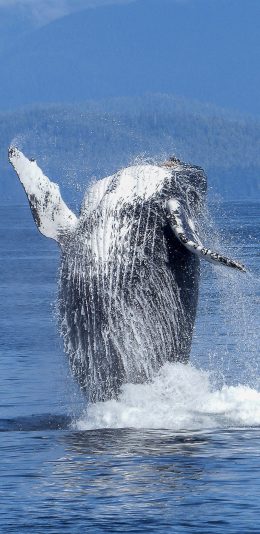 [2436x1125]鲸 海洋生物 跳跃 水花 海面 苹果手机壁纸图片