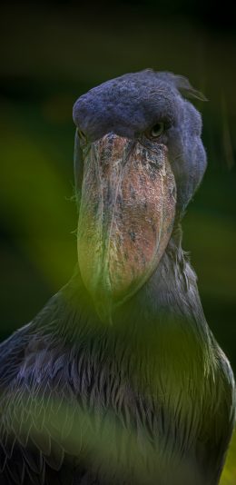 [2436x1125]鲸头鹳 鸟类 灰色 羽毛 濒危 苹果手机壁纸图片