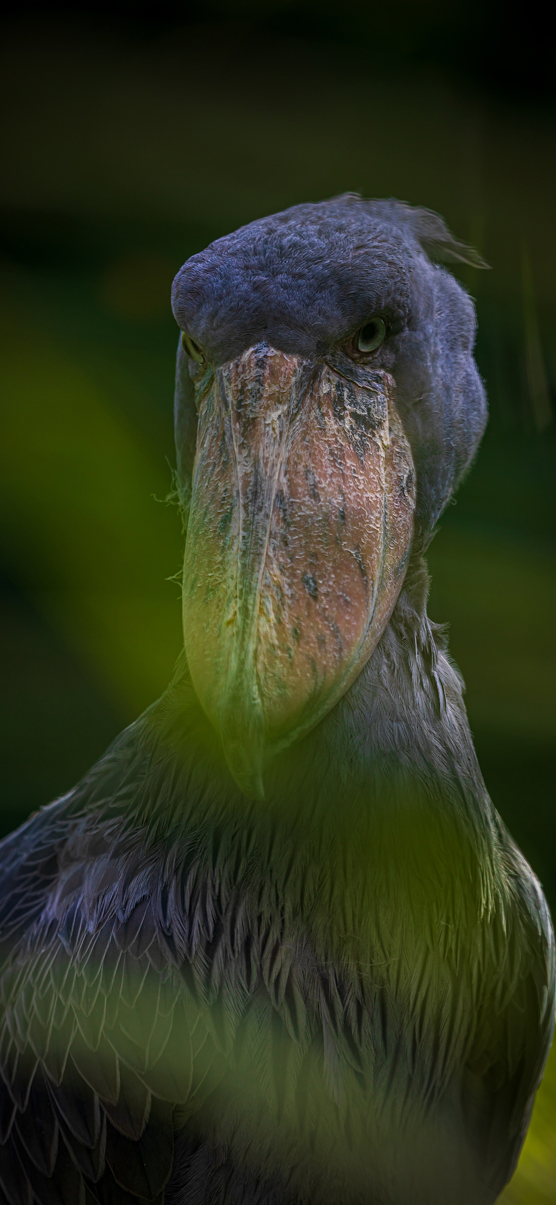 [2436×1125]鲸头鹳 鸟类 灰色 羽毛 濒危 苹果手机壁纸图片