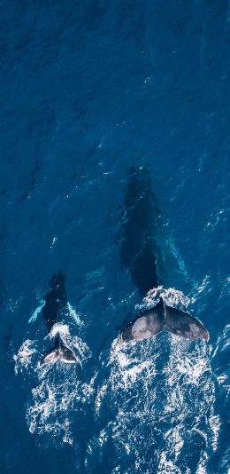 [2436x1125]鲸鱼 海洋 亲子 鱼尾 苹果手机壁纸图片