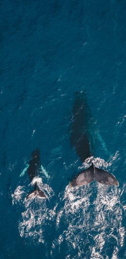 [2436x1125]鲸鱼 鱼尾 大海 亲子 浪花 苹果手机壁纸图片