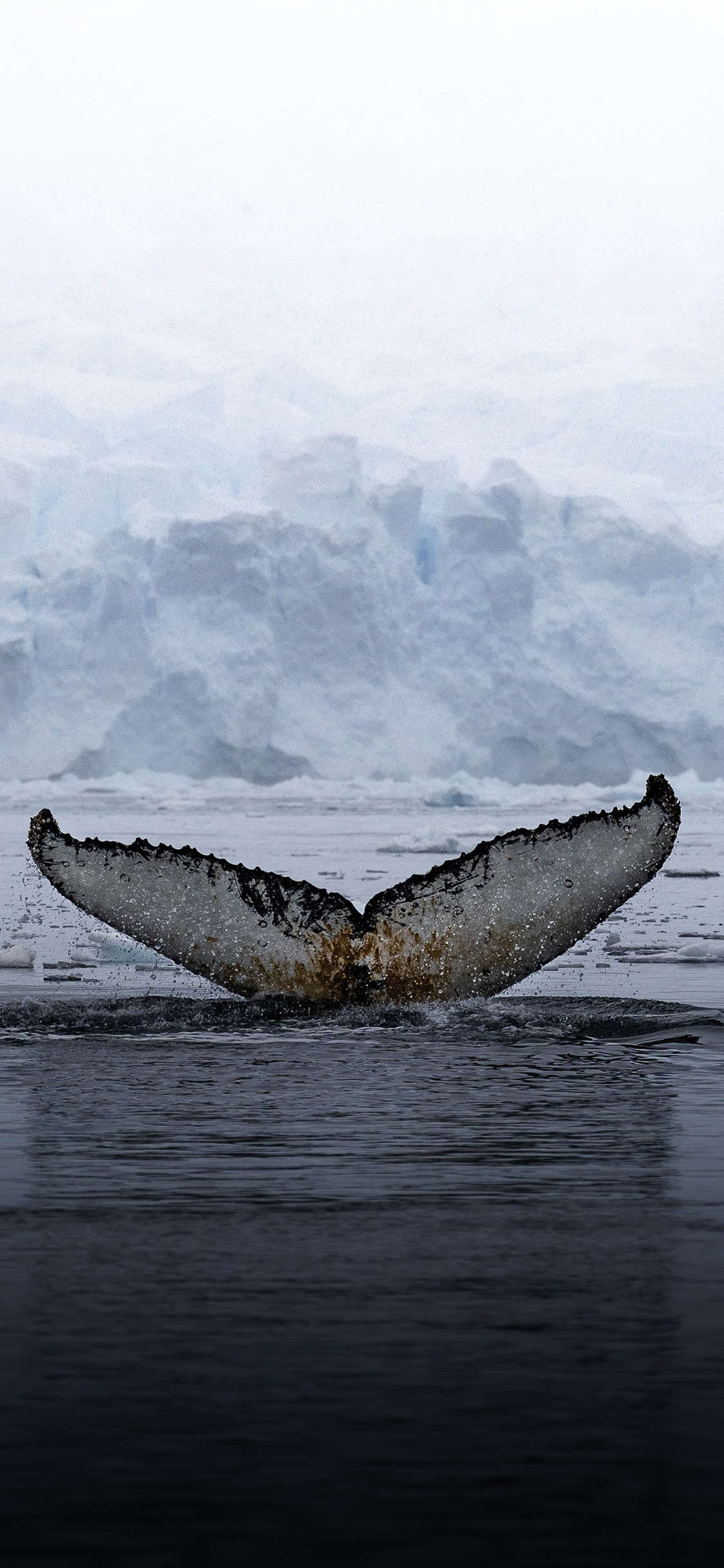 [2436×1125]鲸鱼 鱼尾 海平面 入水 苹果手机壁纸图片
