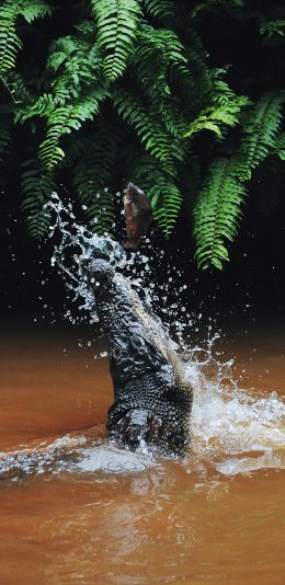 [2436x1125]鳄鱼  凶猛 扑鱼 觅食 池塘 苹果手机壁纸图片