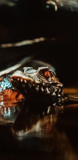 [2436x1125]鳄鱼 两栖动物 食肉 凶猛 苹果手机壁纸图片