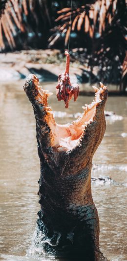 [2436x1125]鳄鱼 危险动物 进食 凶猛 苹果手机壁纸图片