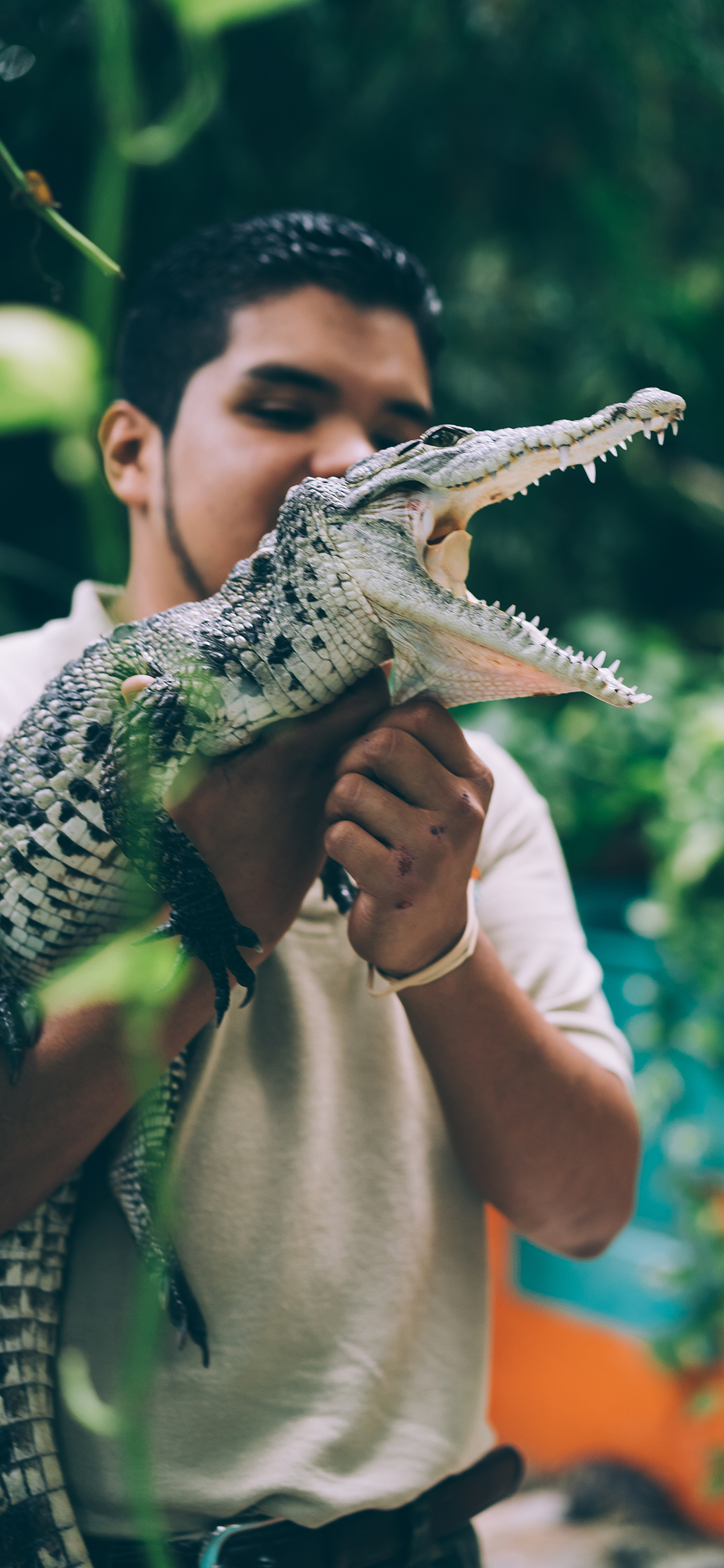 [2436×1125]鳄鱼 尖牙 凶猛 爬行 苹果手机壁纸图片