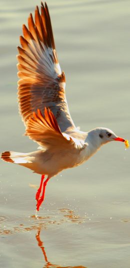 [2436x1125]鸟 动物 海 自然 翅膀 海鸟 苹果手机壁纸图片