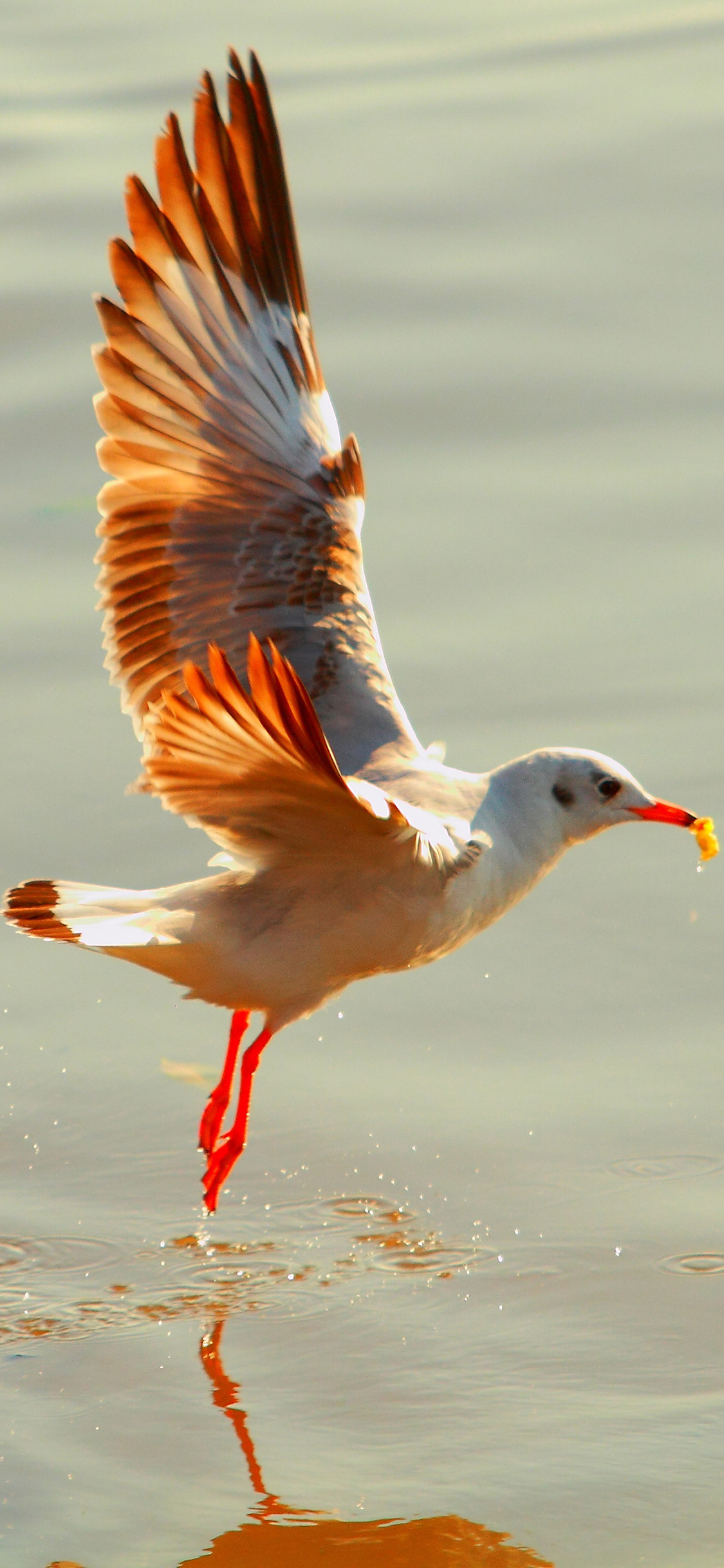 [2436×1125]鸟 动物 海 自然 翅膀 海鸟 苹果手机壁纸图片