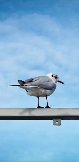 [2436x1125]鸟 动物 海鸟 自然 蓝天 栖息 苹果手机壁纸图片