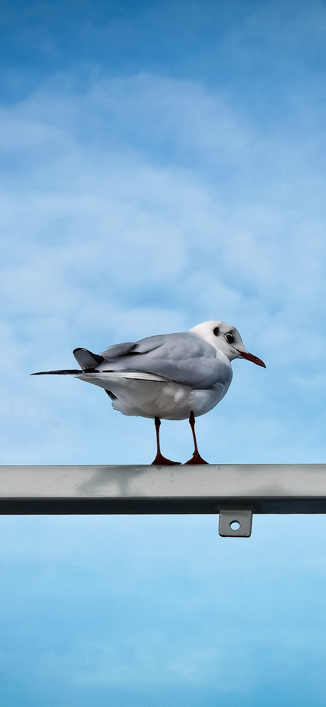 [2436×1125]鸟 动物 海鸟 自然 蓝天 栖息 苹果手机壁纸图片