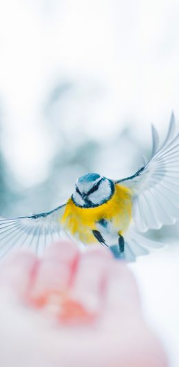 [2436x1125]鸟 喂食 翅膀 手 苹果手机壁纸图片