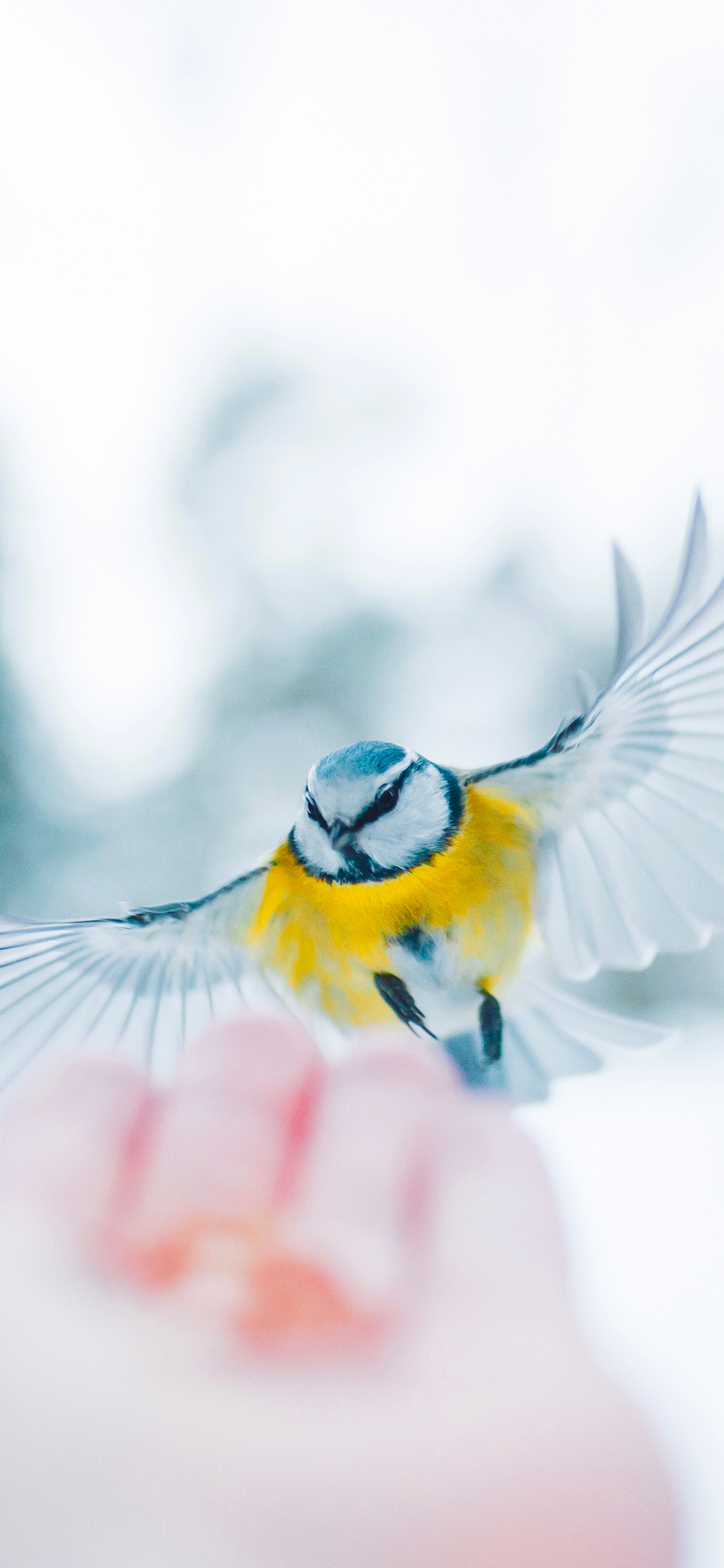 [2436×1125]鸟 喂食 翅膀 手 苹果手机壁纸图片