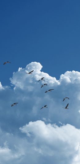 [2436x1125]鸟 天空 飞翔 云朵 蓝白 苹果手机壁纸图片