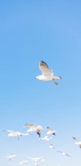 [2436x1125]鸟 天空 飞翔 翅膀 蓝色 渐变 苹果手机壁纸图片